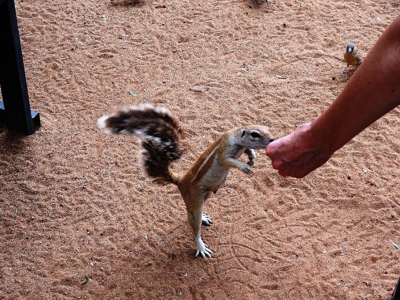 nab (98).JPG - Erdhörnchen